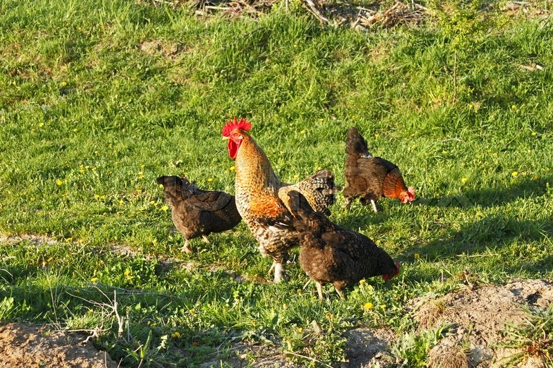 Causes of stress in chickens and treating stressed poultry