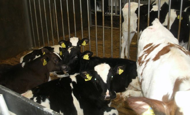 respiratory challenges in cattle
