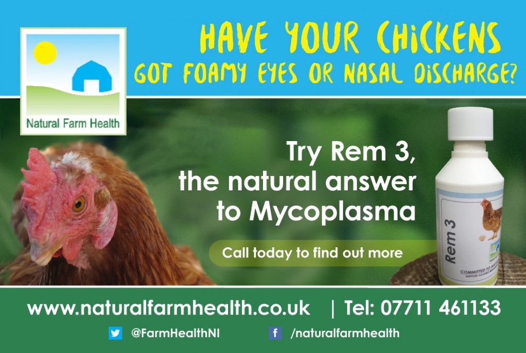 Mycoplasma in poultry