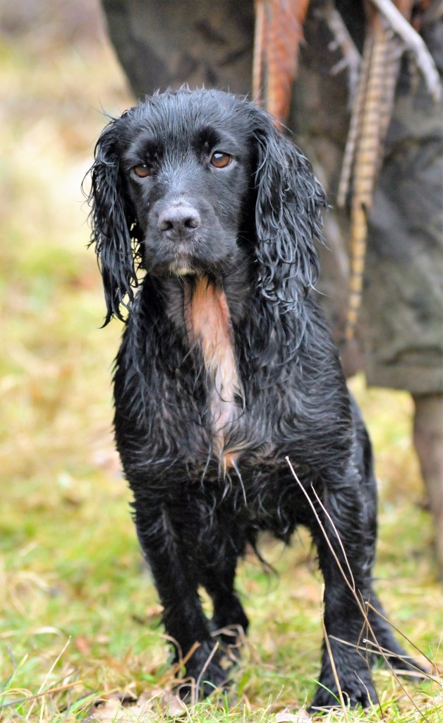 Healthy dog using Imuworm