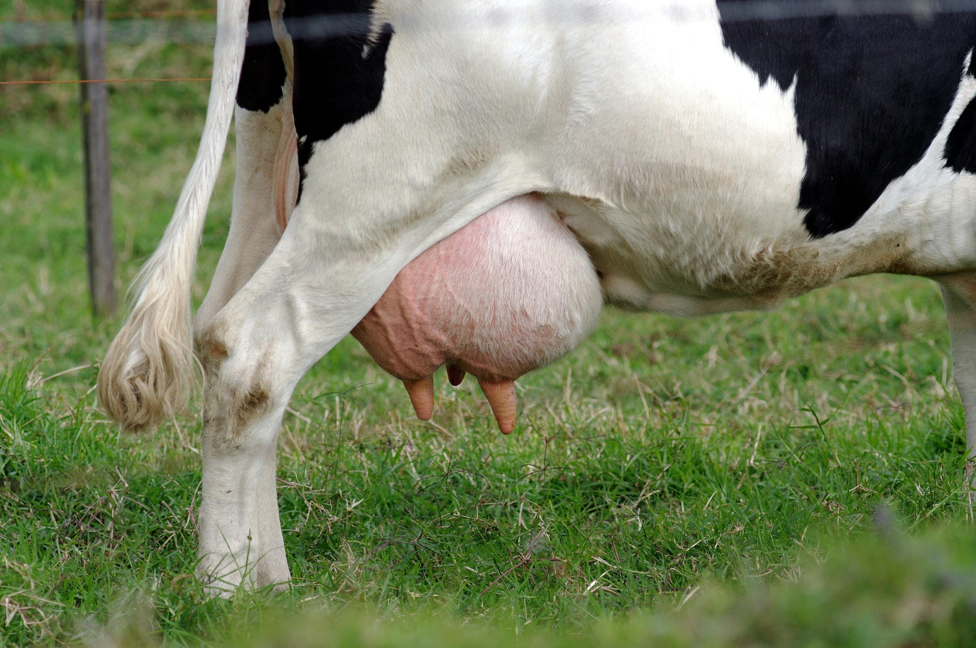 Dairy Cow with Mastitis