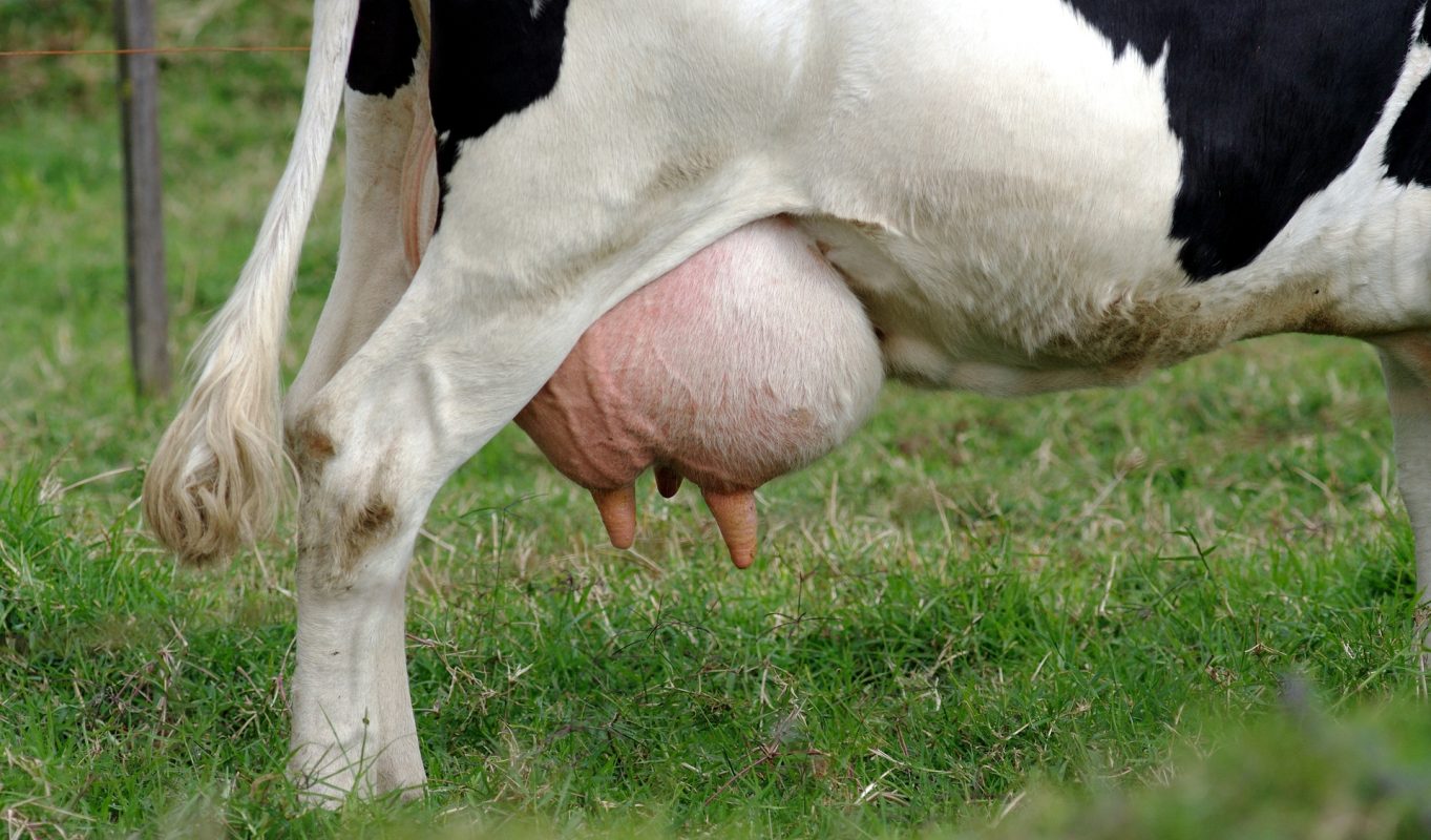 Mastitis in Cows & Lowering Somatic Cell Count in Dairy Cows