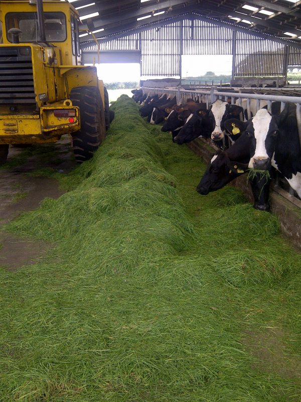 cows-indoor-feed