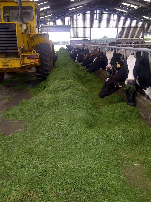 cows-indoor-feed