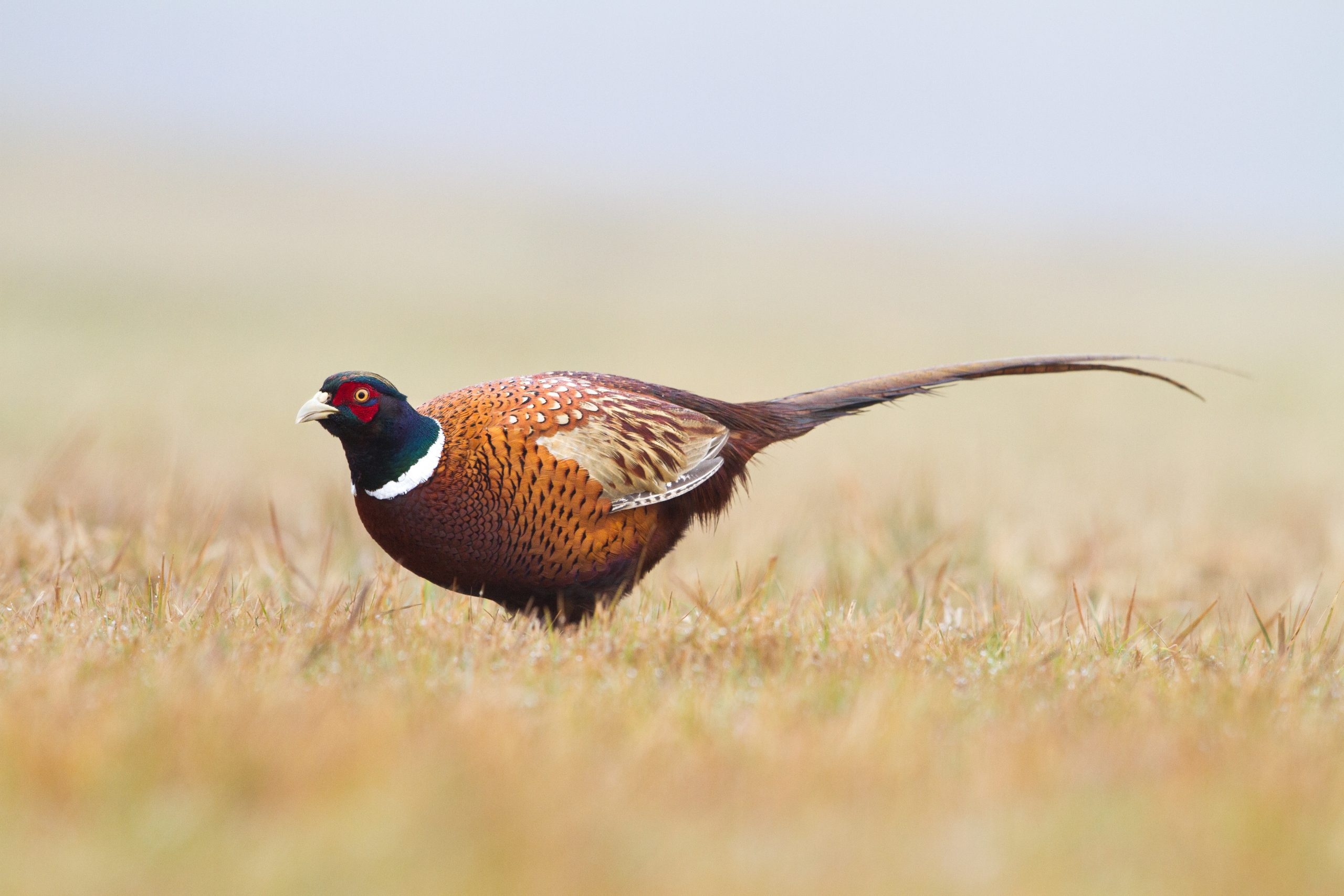 Pheasants