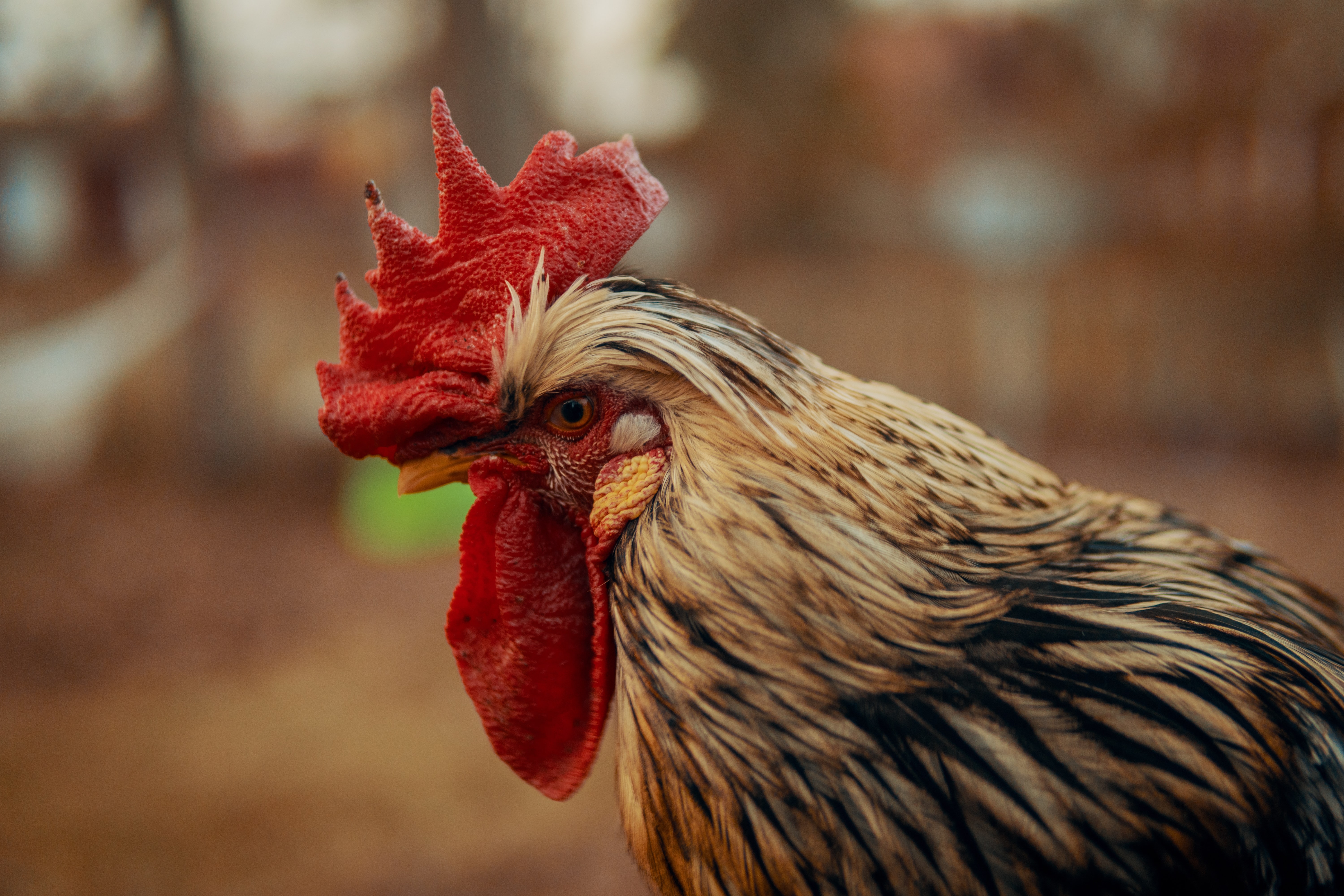 Stress in chickens and hens