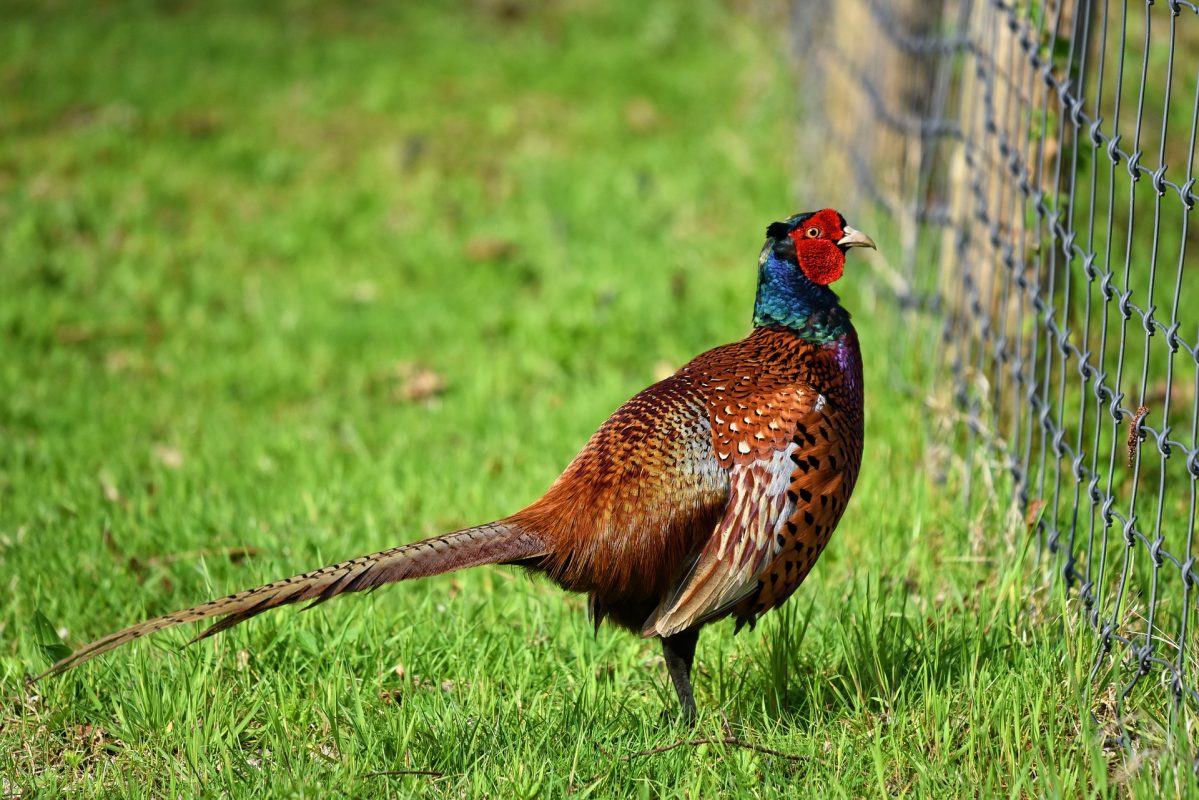 rearing pheasants and partridges