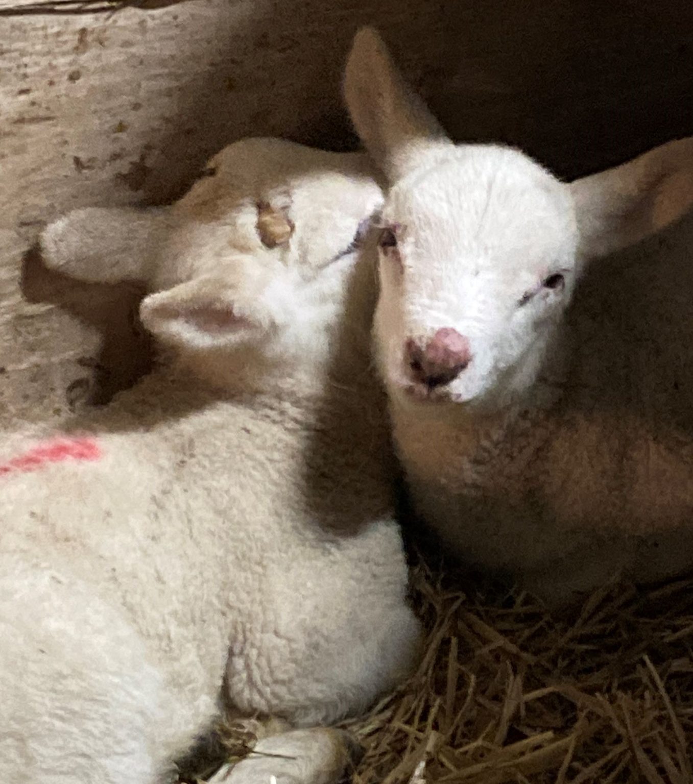 What is orf in sheep? Natural Farm Health