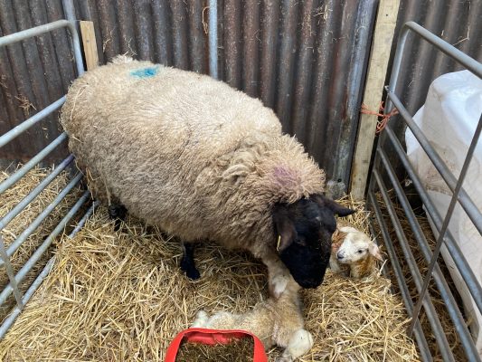 Watery mouth in lambs with ewe