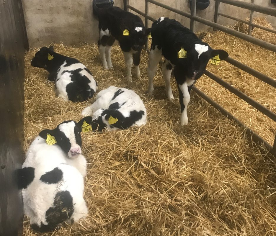Calf scour is a major problem with calves in UK and Ireland